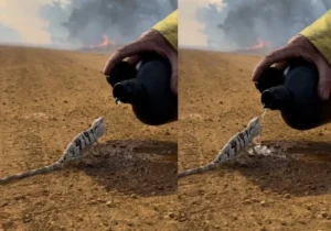 Vídeo de brigadista dando água a lagarto durante incêndio em Goiás emociona internautas