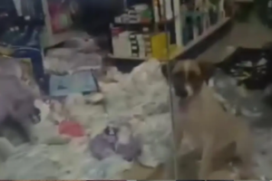 Cachorro