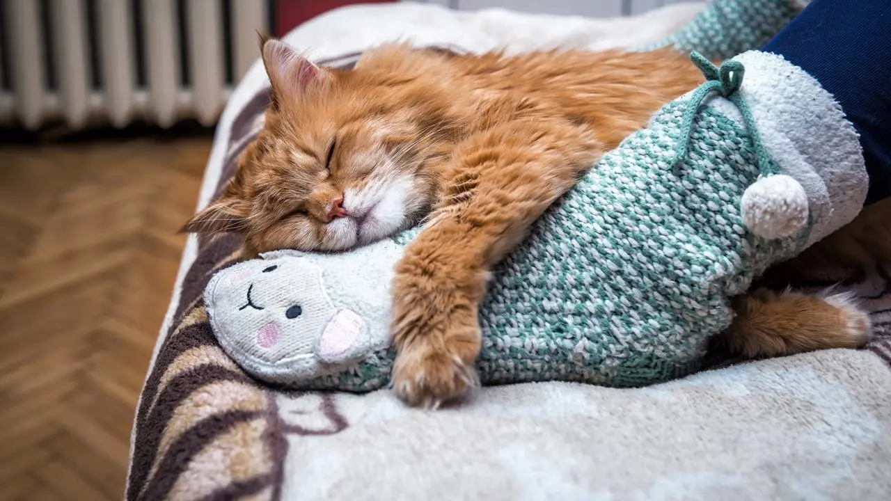 Seu gato dorme demais? Veja quando o comportamento pode ser sinal de alerta