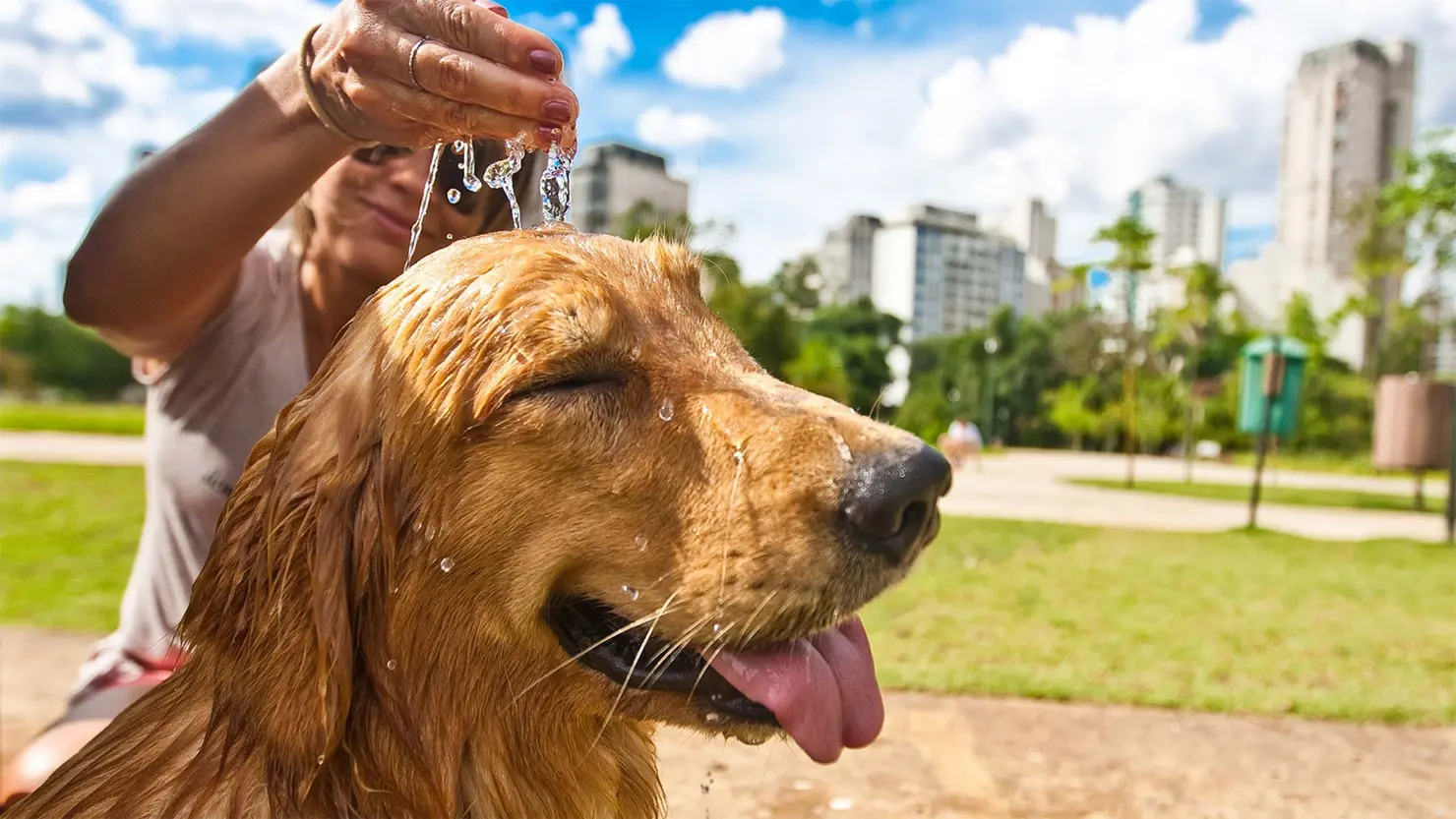 Vai passear com o pet? Calor em Goiânia exige cuidado até com o asfalto