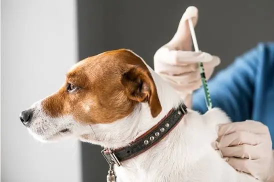 Caso de raiva canina próximo a Goiás acende alerta após mais de duas décadas