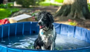 Seu pet também sente o calorão: veja como protegê-lo