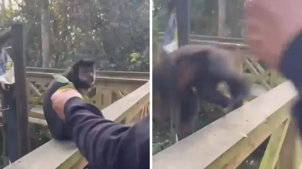 macaco