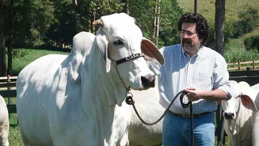 Dono das vacas mais caras do mundo aposta em “fábrica” de touros de elite