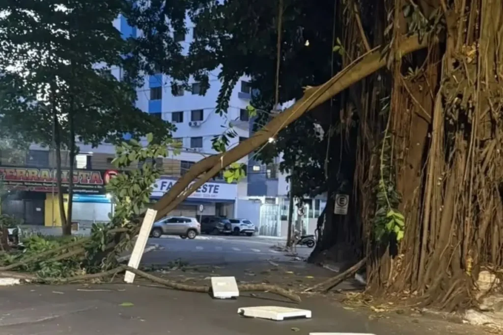 Gameleiras da Praça da Cirrose são avaliadas após queda de galho
