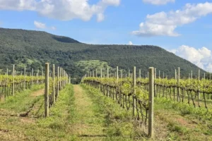Mudas e ferramentas de poda podem levar pragas a viticultoras de Goiás