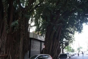 Gameleiras da praça da cirrose