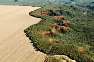 Desmatamento no Cerrado cai 19% em agosto, aponta Inpe