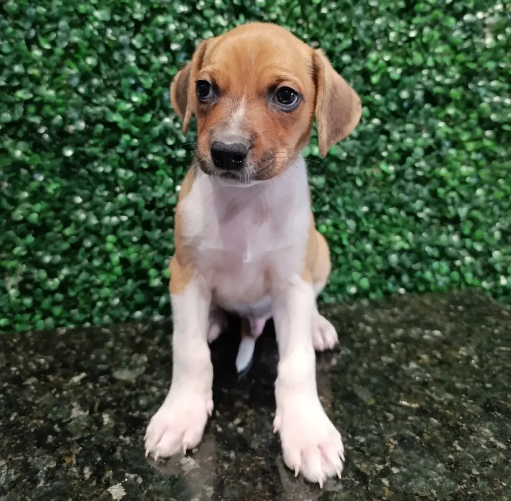Mais de 20 animais buscam novo lar em evento de adoção em Aparecida de Goiânia