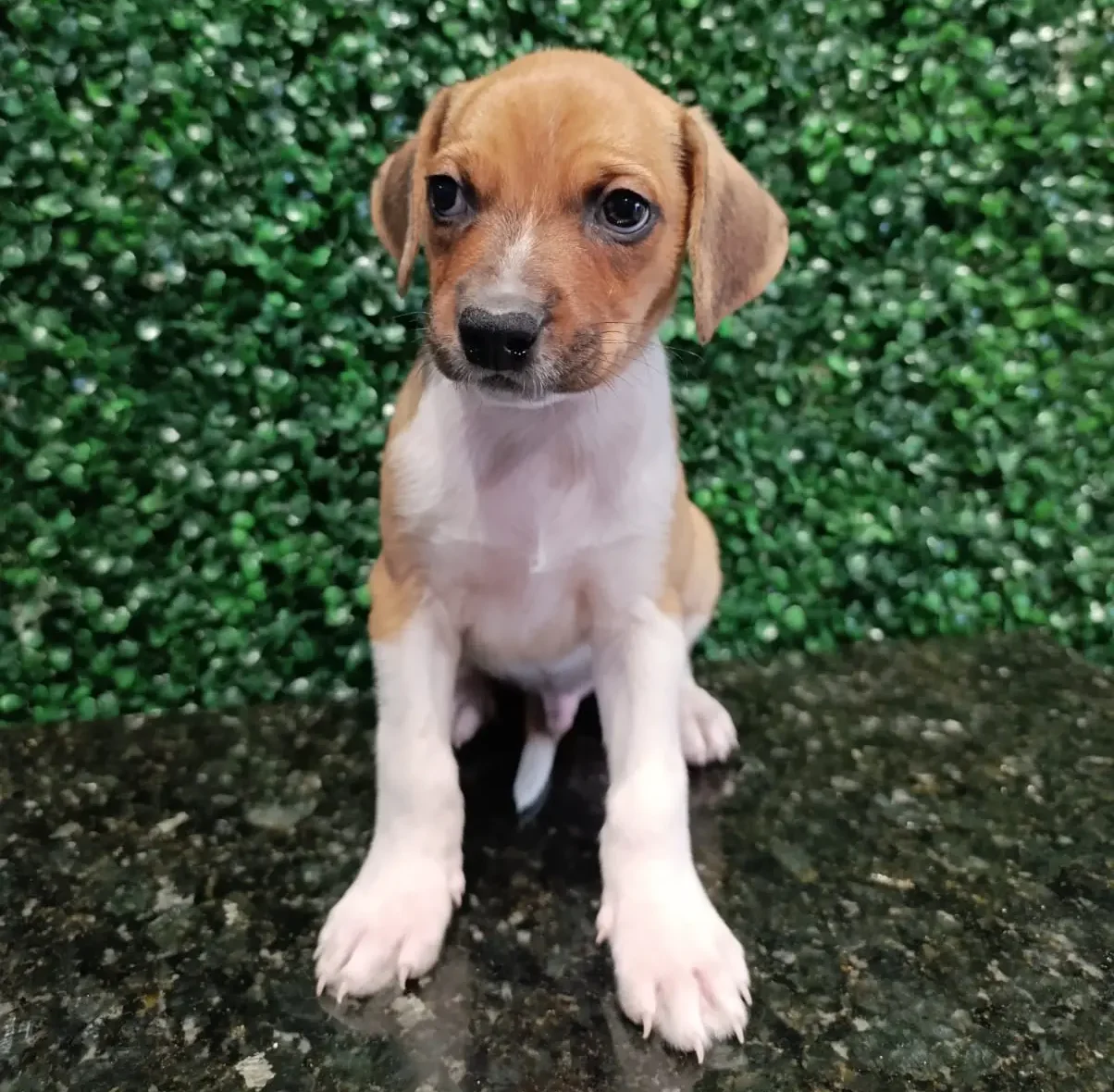 Mais de 20 animais buscam novo lar em evento de adoção em Aparecida de Goiânia