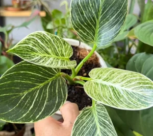 Goiânia tem bazar de plantas e artesanato neste fim de semana; veja o que esperar