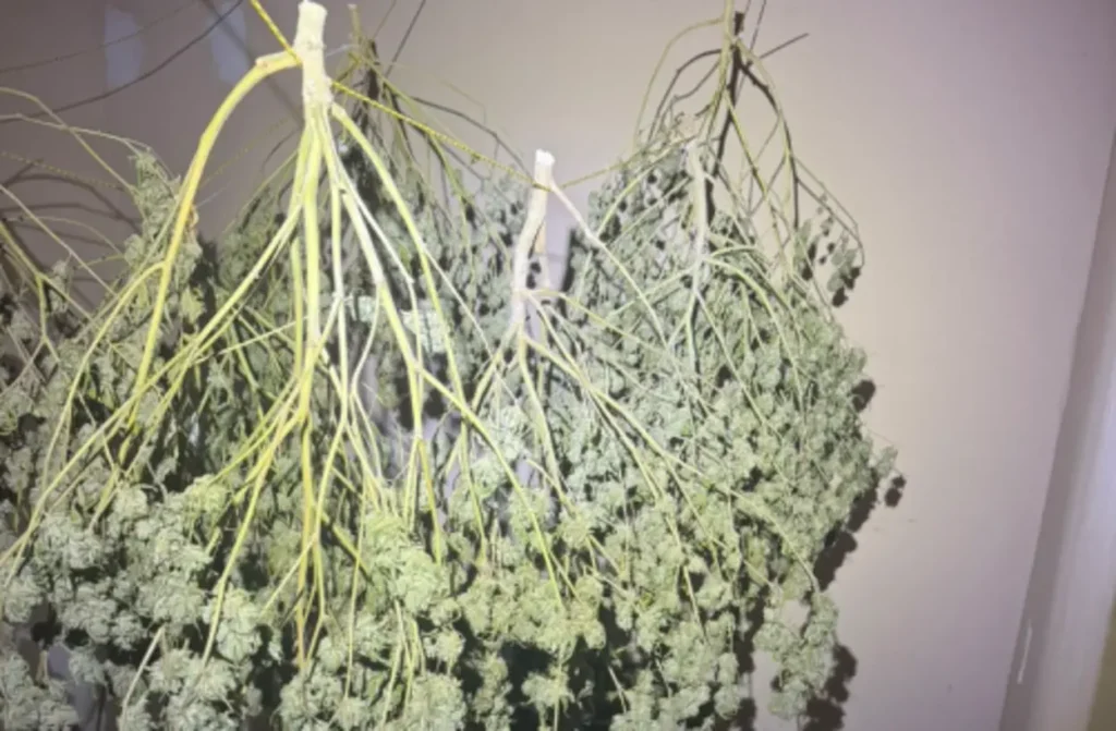 Operação mira grupo suspeito de vender maconha medicinal de forma ilegal em Goiás