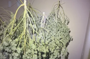 Operação mira grupo suspeito de vender maconha medicinal de forma ilegal em Goiás