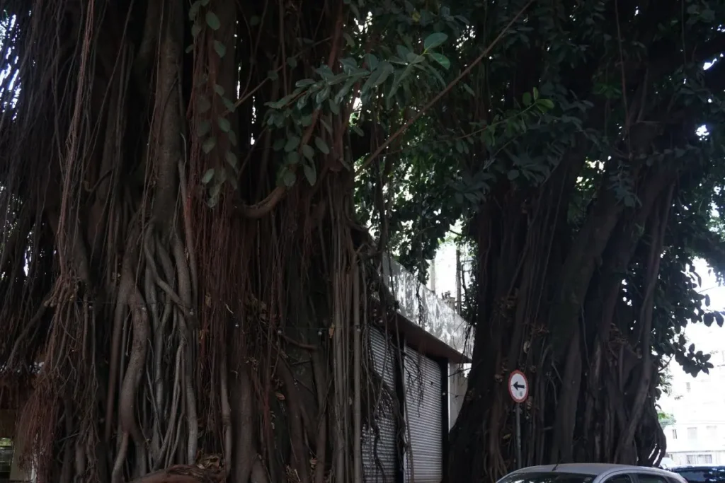 Gameleiras, árvores