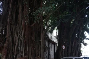Gameleiras, árvores