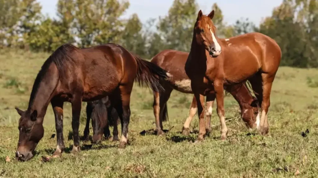 Raiva mata 7 cavalos após ataques de morcegos em Santa Helena de Goiás