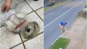 cachorra