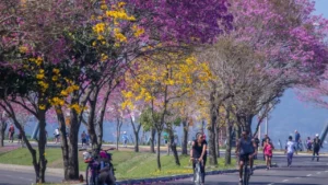 primavera