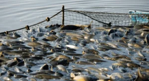 Produção de peixes cresce no Brasil, mas consumo ainda limita avanço