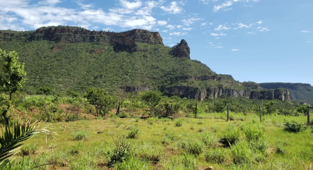 Pequi, baru e outros frutos do Cerrado movimentam negócios em Goiás