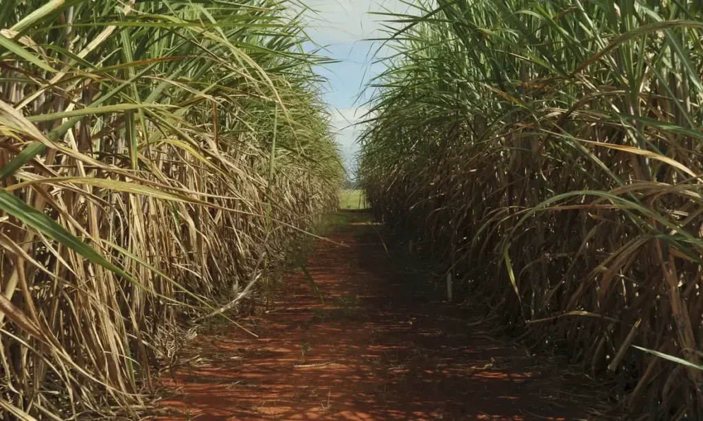 Ganhos econômicos e ambientais estimulam avanço das usinas “flex”