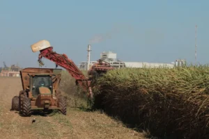 Goiás alcança 5º lugar em valor de produção agrícola no País