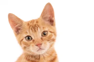 Seu gato vomita bolas de pelo? Escovação pode evitar problemas mais graves