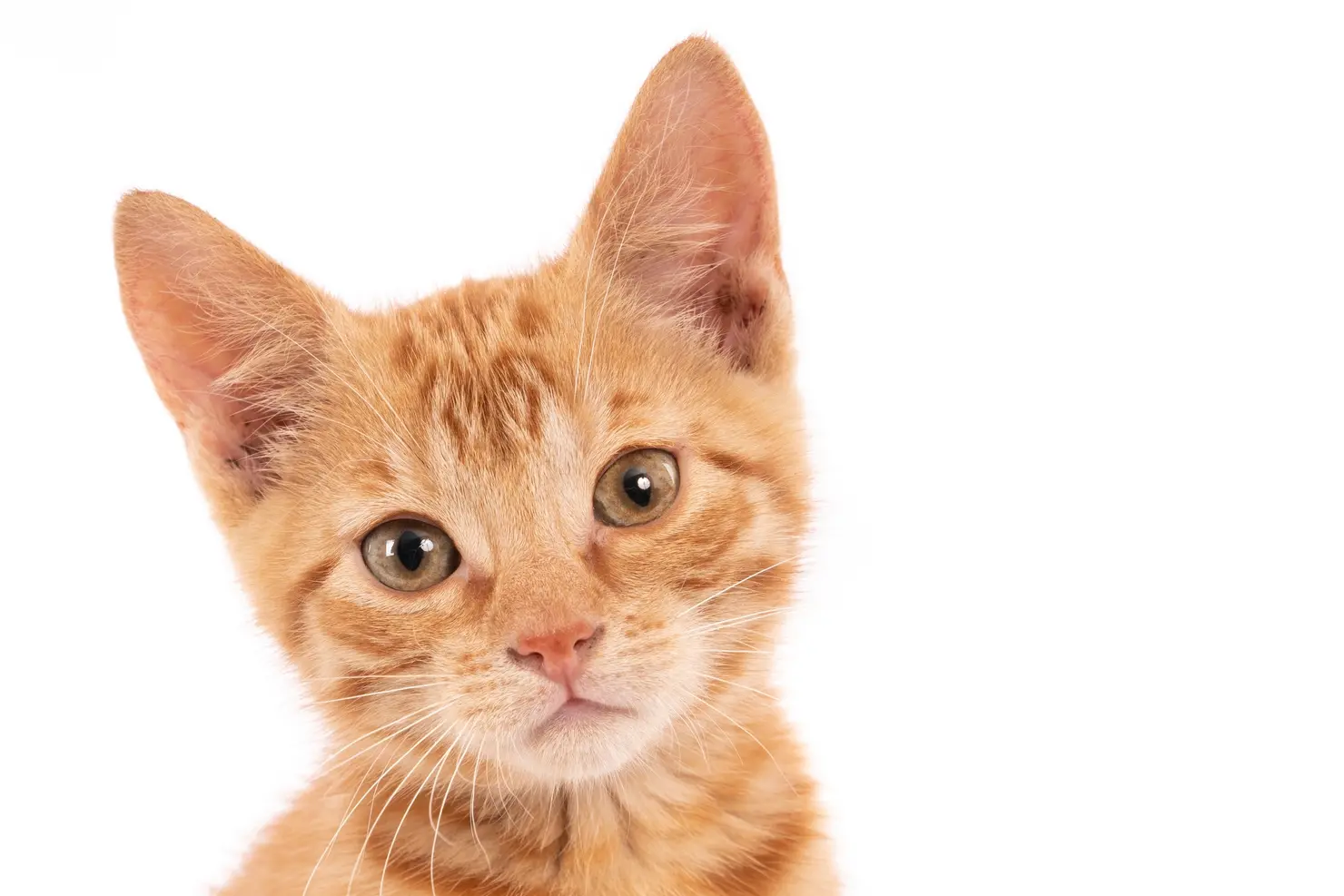 Seu gato vomita bolas de pelo? Escovação pode evitar problemas mais graves