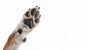 Pisos, unhas e falta de cuidados podem machucar as patas dos pets