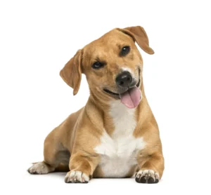 Espanha pune maus-tratos a cães e gatos com multas de até R$ 1 milhão