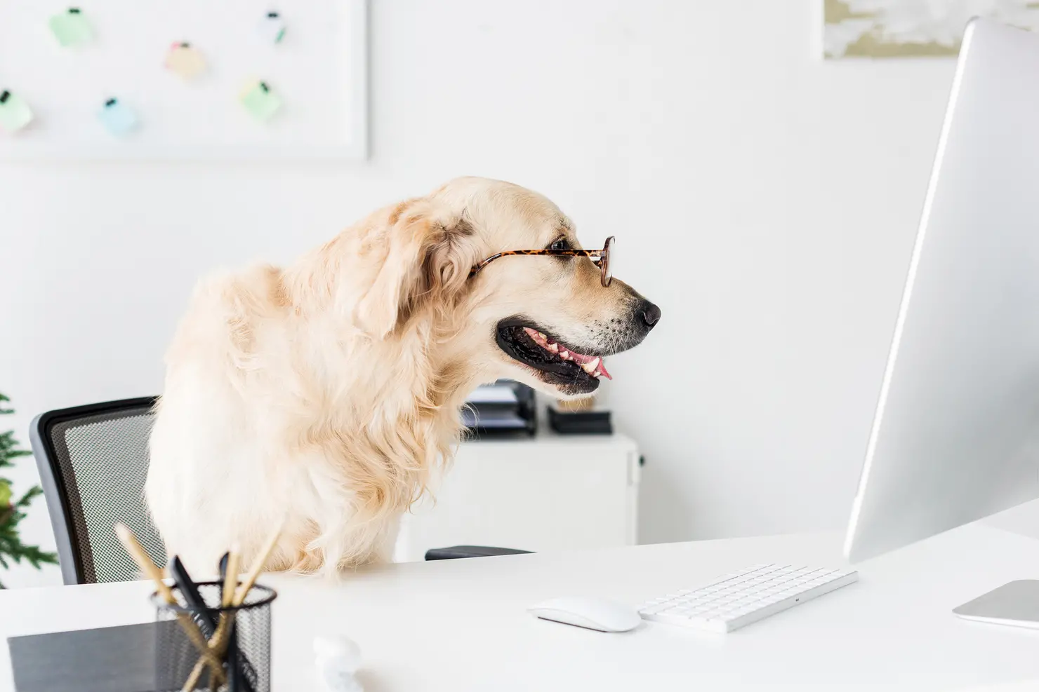 Pets no trabalho podem reduzir estresse, mas exigem regras de convivência