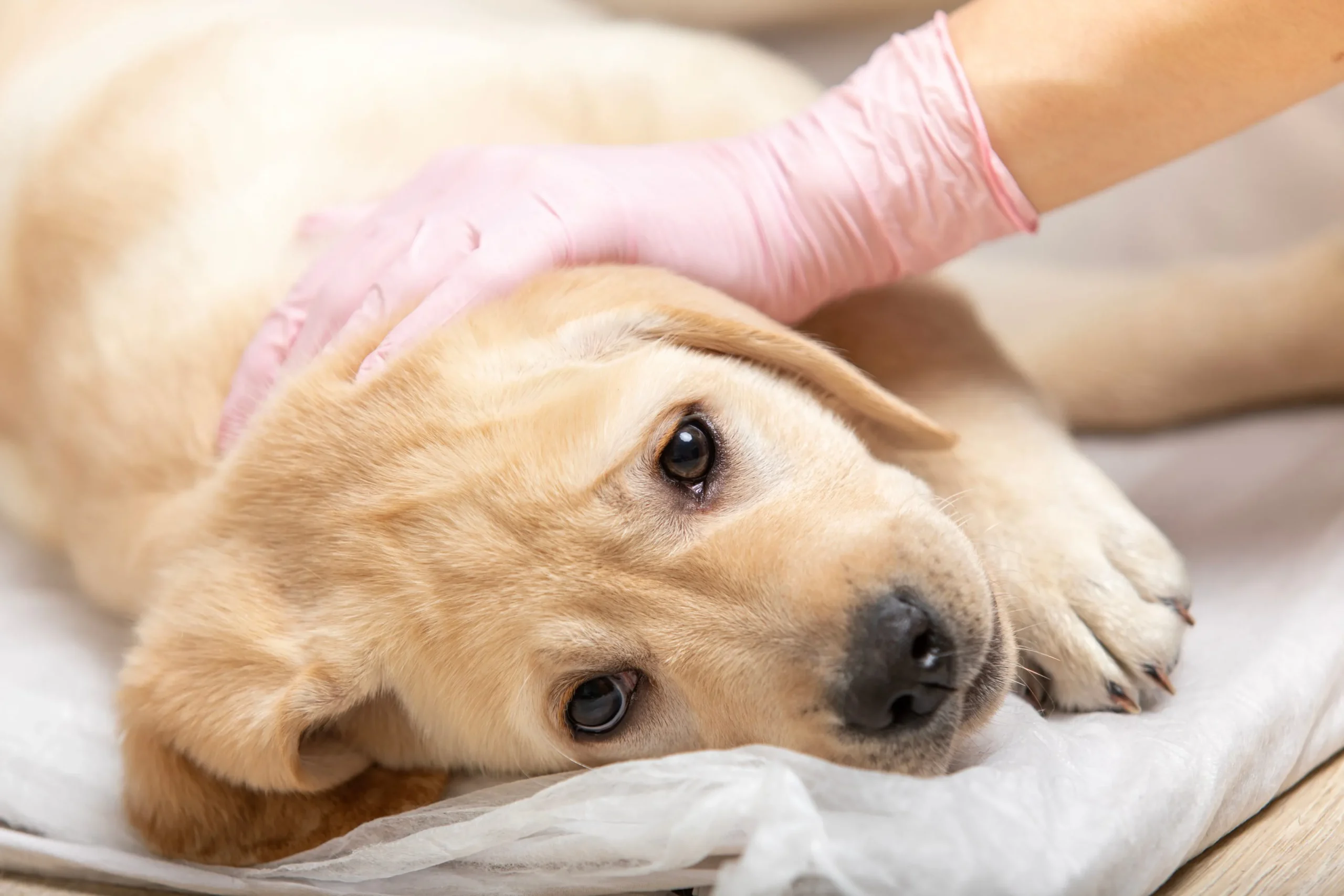 Casos de cinomose acendem alerta: veja os sinais que podem salvar seu cão