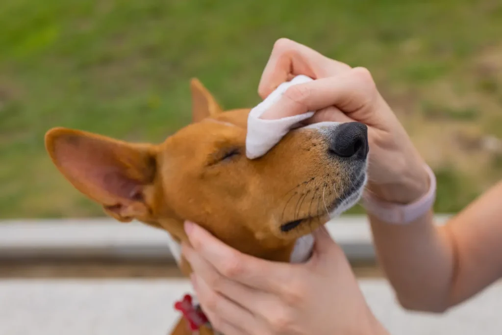 Primavera pode aumentar alergias em cães e gatos; veja os sinais