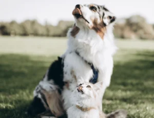 Plano de saúde para pets vira benefício oferecido por empresas; veja como funciona