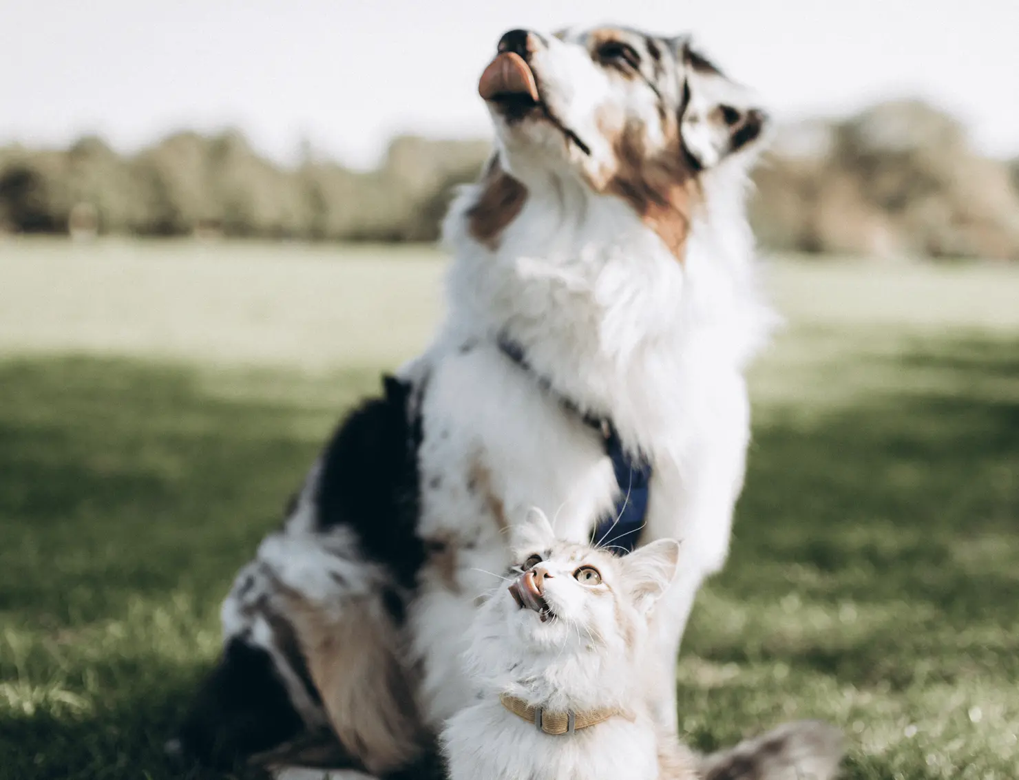 Plano de saúde para pets vira benefício oferecido por empresas; veja como funciona