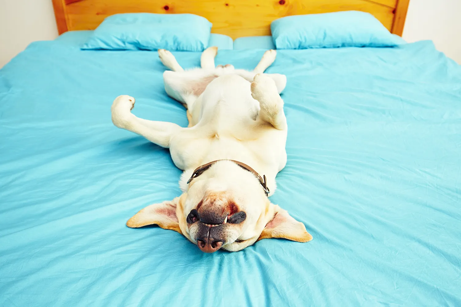 Seu cão dorme de barriga para cima? Entenda por que ele escolhe essa posição