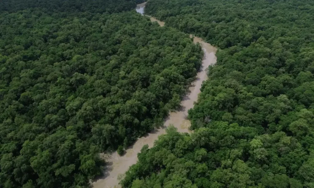 Desmatamento cai no Brasil, mas retalhamento da vegetação ameaça biodiversidade
