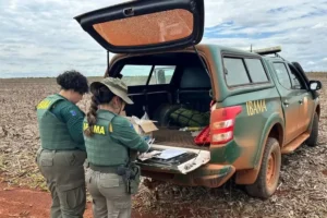 Ibama multa propriedades por milho transgênico em Goiás