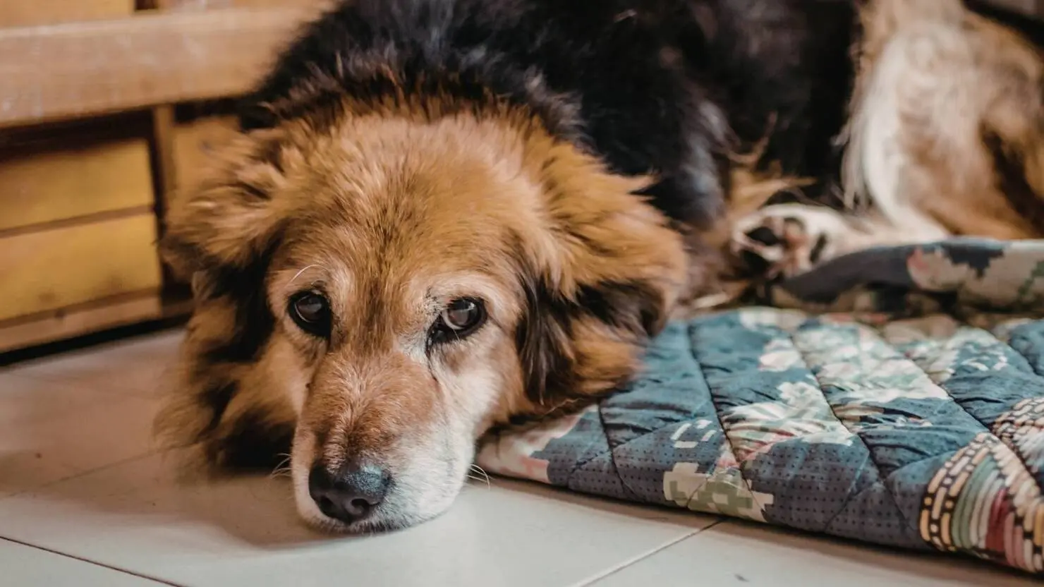 Seu pet está envelhecendo? Confira 7 mudanças que merecem avaliação veterinária