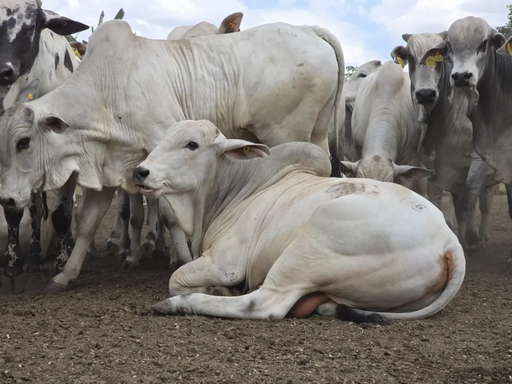 Carne bovina brasileira passa a pagar tarifa de 67% na China