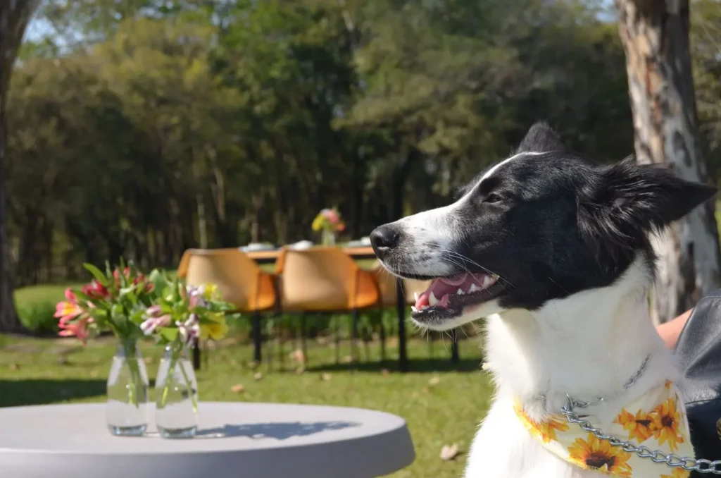 Deputada de Goiás quer limitar proibição de pets em hotéis e restaurantes