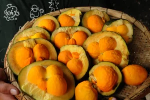 Crixás recebe título de Capital Goiana do Pequi; cidade celebra o fruto desde 2006