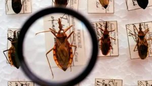 Goiânia registra aumento de barbeiros e monitora doença de Chagas