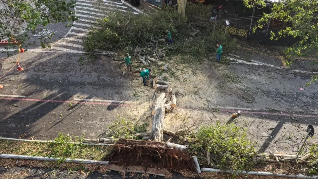 Goiânia registra queda de 12 árvores durante chuva nesta quarta-feira (21)