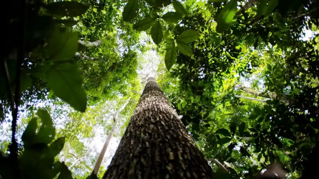 Plano Diretor Florestal prevê expansão de áreas plantadas em Goiás
