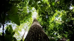 Plano Diretor Florestal prevê expansão de áreas plantadas em Goiás