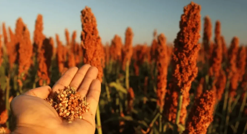 Goiás lidera produção de sorgo no Brasil e mercado mira expansão até 2031