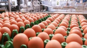 Goiás amplia produção de ovos e exporta mais de 346 toneladas em 2026