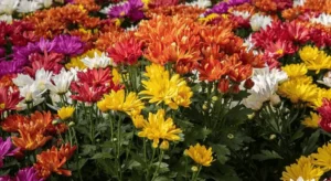 Mercado de flores movimenta bilhões e ganha impulso com o Dia de Finados