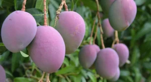 Exportação de frutas cresce 8% em valor, mas Brasil perde espaço no mercado